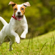 Foto: Ammit Jack / Shutterstock